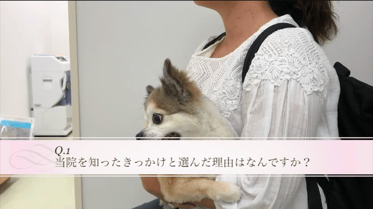腫瘍科 | オリバ犬猫病院