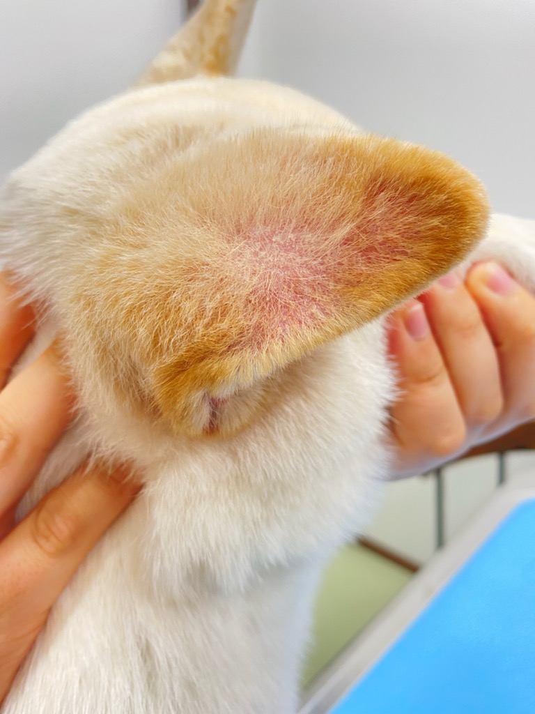 犬猫の真菌症 皮膚糸状菌症 の症状と原因 治療法について 獣医師が解説 オリバ犬猫病院